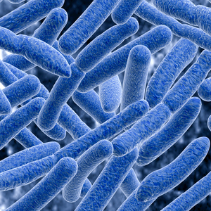 vero非洲绿猴肾细胞